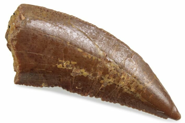 Serrated Raptor Tooth - Real Dinosaur Tooth #376473